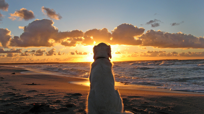 dog, sand, evening, sea, beach, nature, sunset