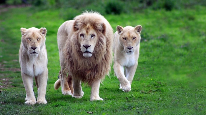 animals, lion