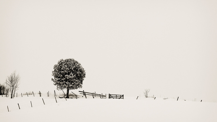 minimalism, fence, tree