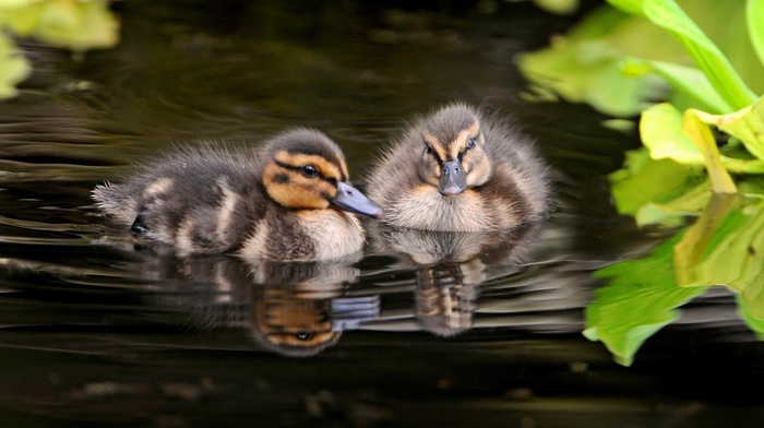 nature, animals, water