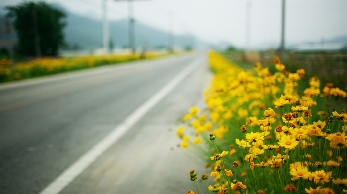 flowers, macro, road