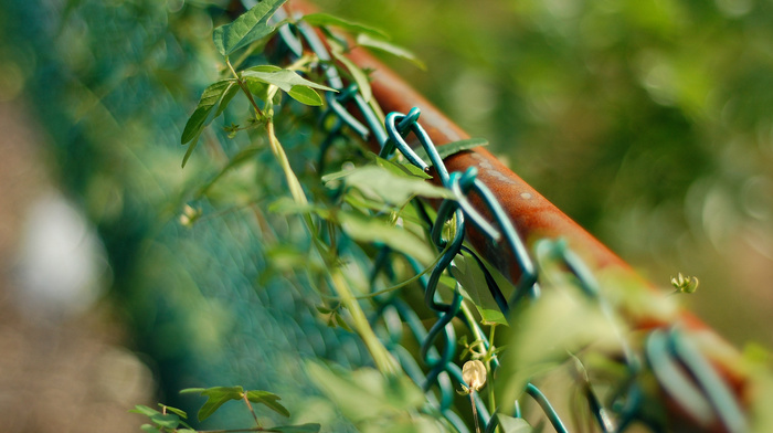 grass, macro, fence