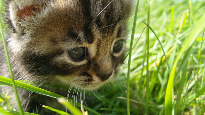 kitten, animals, grass