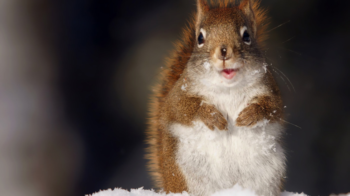 animals, snow, squirrel