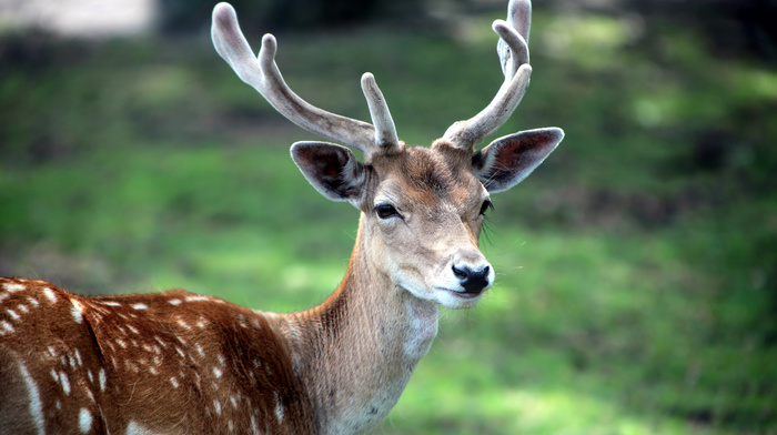 animal, animals, muzzle, deer, wallpaper, horns