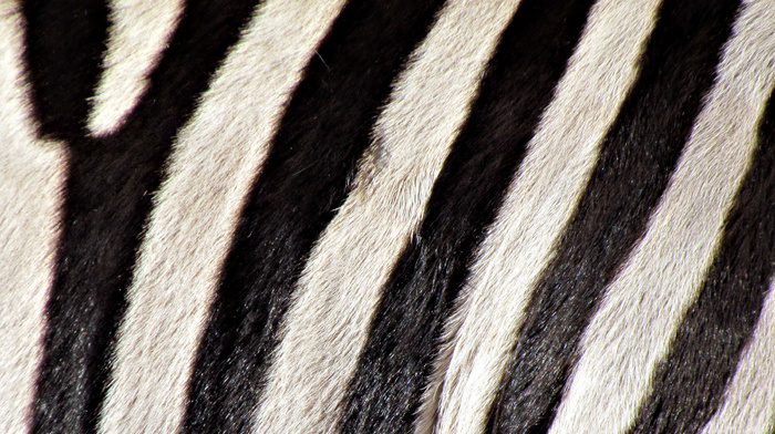 macro, stripes