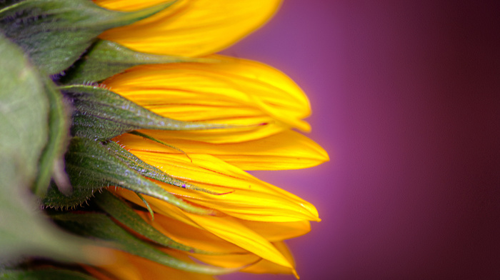 background, color, flowers