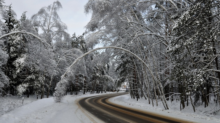 stunner, winter, forest, road