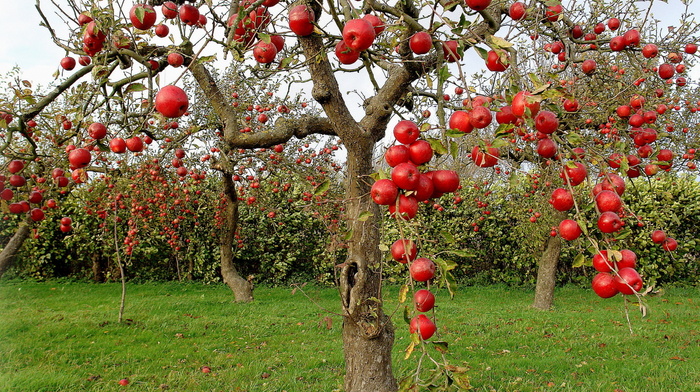 apples, autumn, nature