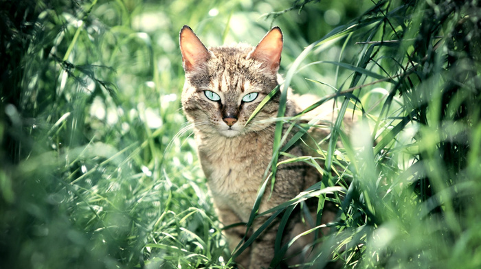 wallpaper, animals, grass, sight, summer