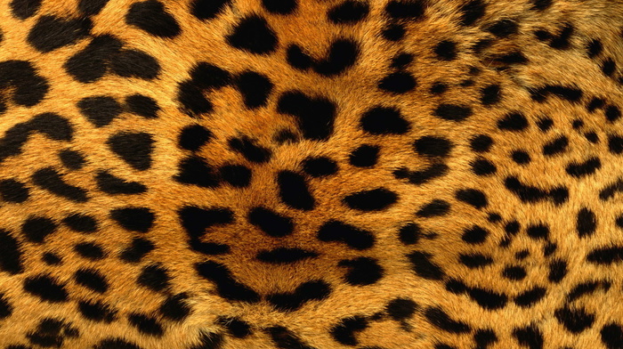 leopard, orange