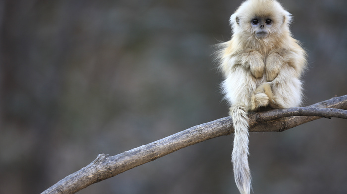 China, animals