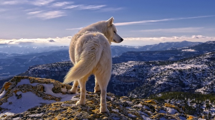animals, snow, mountain, sky, wolf, clouds, stones, white