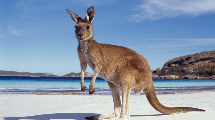 Australia, animals, beach