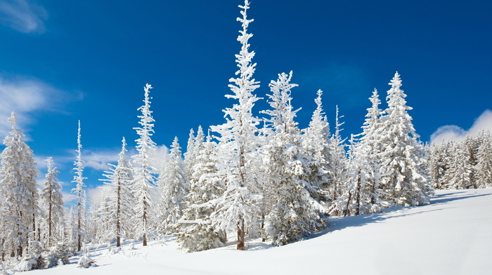 forest, nature, snow, winter