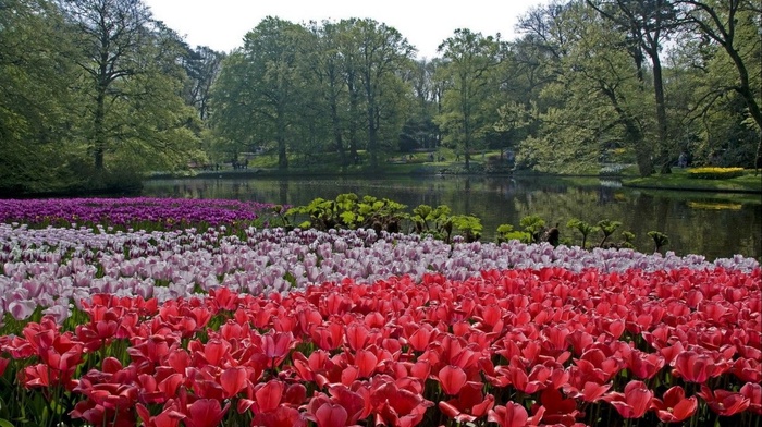 nature, park