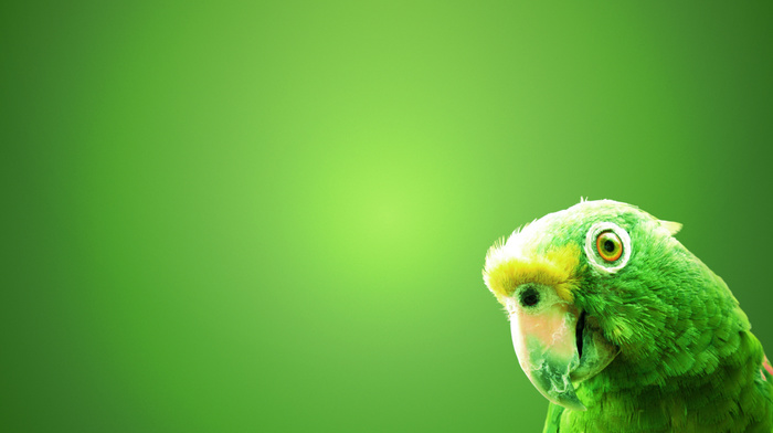 bird, background, animals, green