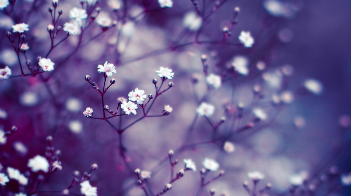 macro, twigs, motion blur, flowers, background