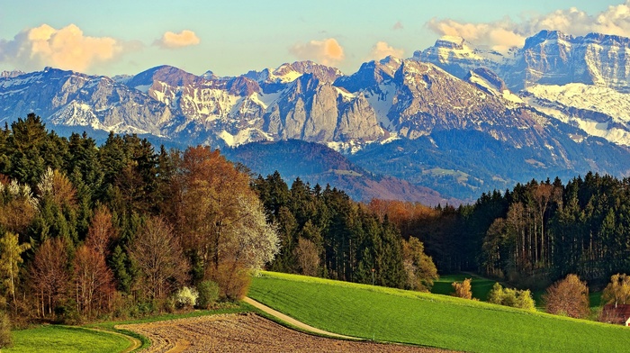 field, forest, mountain, nature