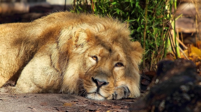 nature, animals, lion