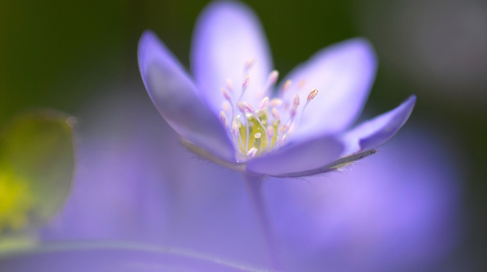 blue, flowers, flower