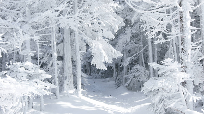 nature, snow, forest, winter