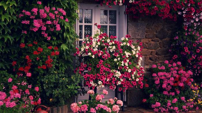 flowers, house, wall, door, greenery