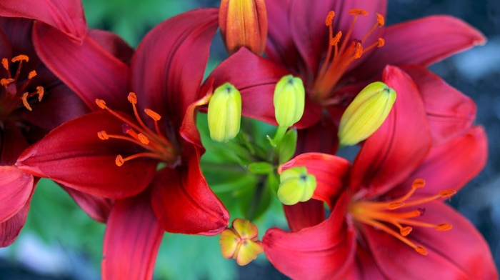 bouquet, flowers