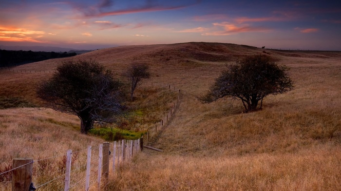 nature, trees, field