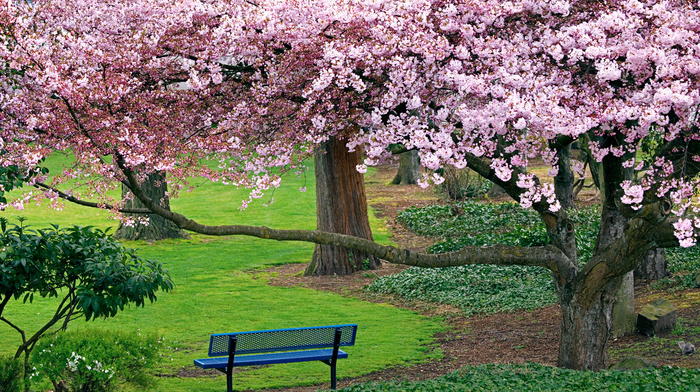 sakura, trees, park, nature
