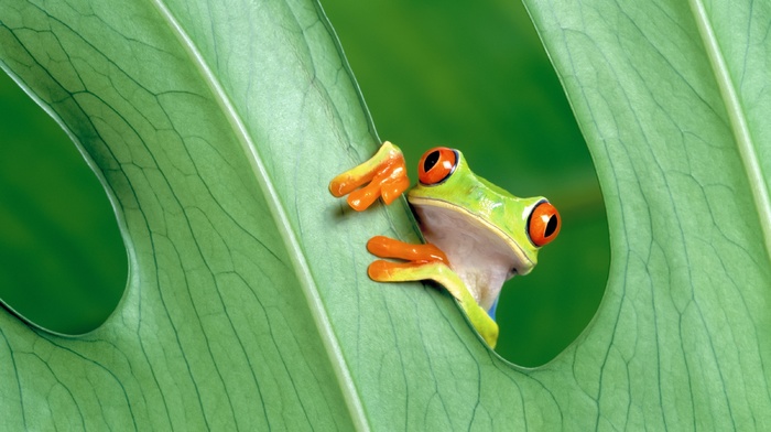 frog, leaf, animals