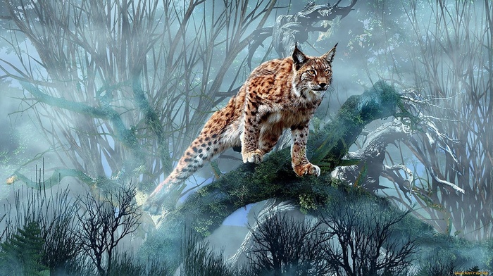 animals