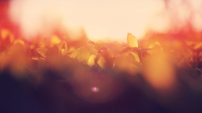 dawn, Sun, wallpaper, macro, leaves