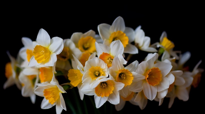 flowers, wallpaper