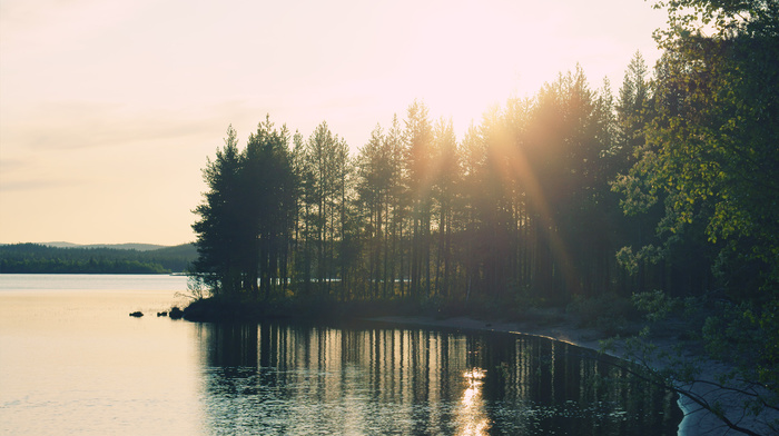 light, lake, forest, nature