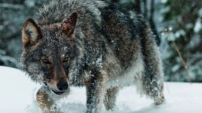 animals, winter, snow, wolf