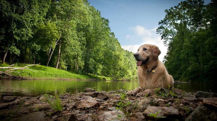 dog, nature