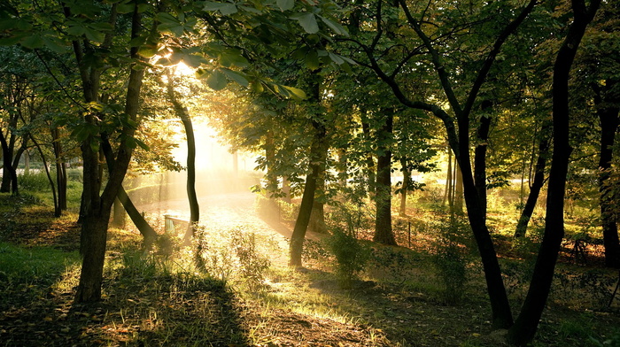 park, nature