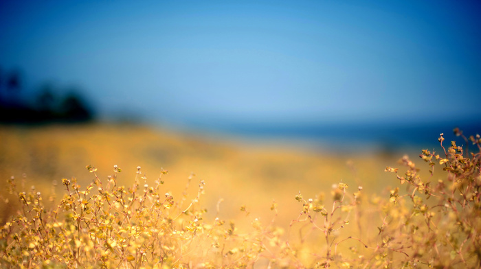 plant, field, sky, nature