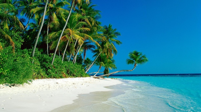 sea, palm trees, sand, nature