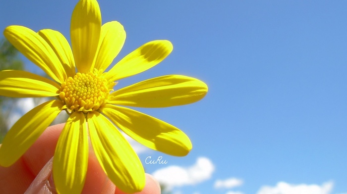 petals, flowers