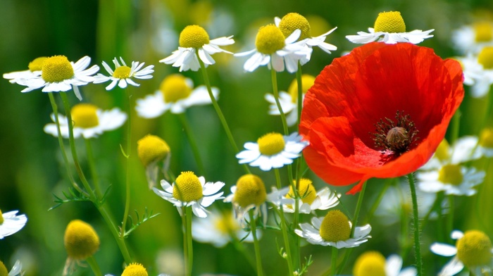 chamomile, field, poppies, flowers