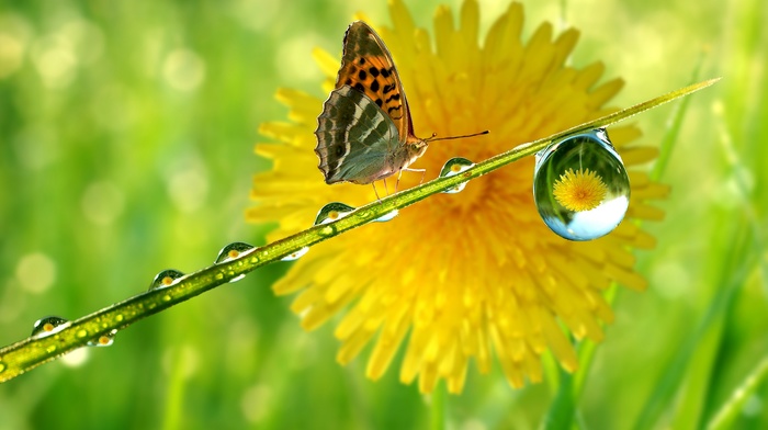 macro, reflection