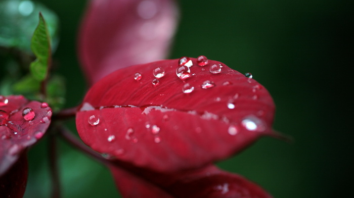 drops, macro, leaves