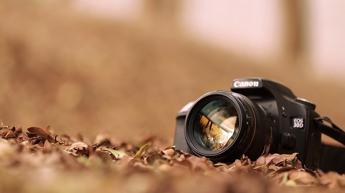 macro, leaves