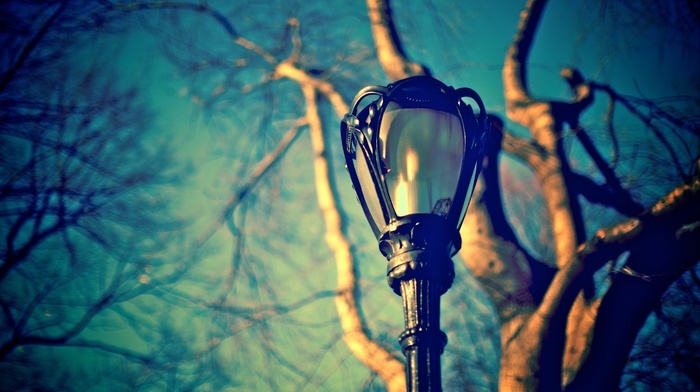 macro, twigs, sky, street