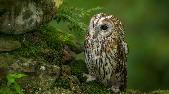 wallpaper, owl, animals