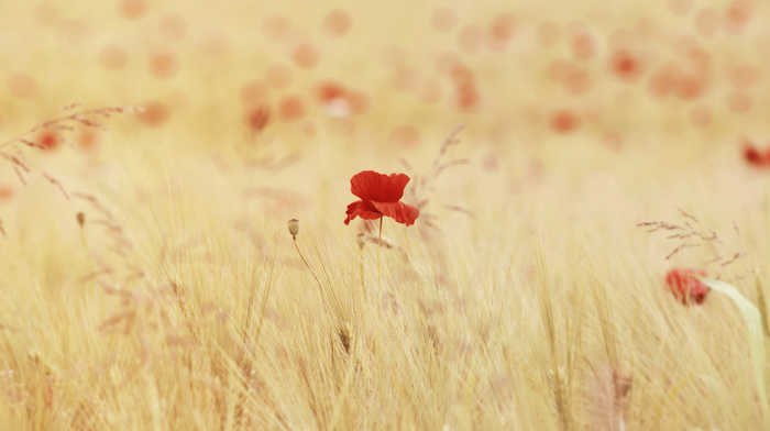 field, flowers, poppies
