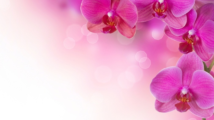 plants, flowers