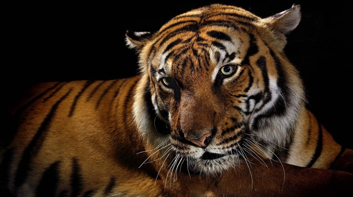 animals, wallpaper, tiger